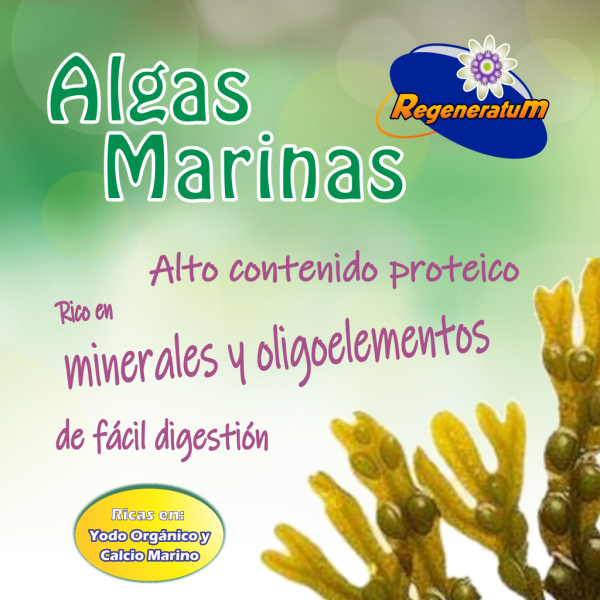 Algas marinas x 60 capsulas contenido protéico de fácil digestión REGENERATUM - Imagen 3